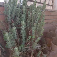 گل کاکتوس و آلوئه ورا|گل و گیاه طبیعی|اصفهان, گورتان|دیوار