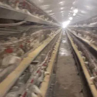 فروش مرغ داری تخم گذار بهترین نقطه البرز