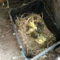 جوجه غاز محلی (کوچصفهان)|حیوانات مزرعه|رشت, حومه رشت|دیوار