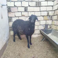 بره همو و هترو|حیوانات مزرعه|سیرجان, |دیوار