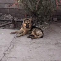 سگ ژرمن|سگ|قائن, |دیوار