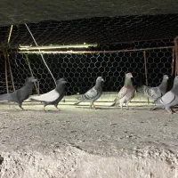 کبوتر