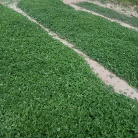 نهال گوجه فرنگی