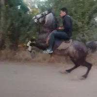 اسب نریون سواری دار شجره دار معاوضه
