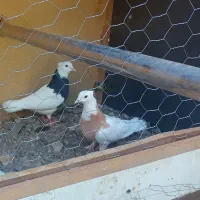کبوتر طوقی