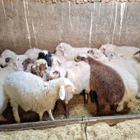 فروش بره شیر رگاه|حیوانات مزرعه|طبس, |دیوار