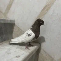 کفتر کله قهوه‌ای