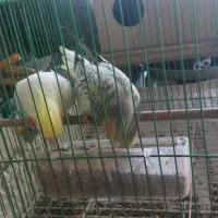 طوطی نرو ماده با دوبچه وقفس|پرنده|فریدون‌کنار, |دیوار