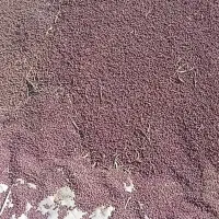 لوبیا قرمز درشت بذریاقوت درجه ۱|عمدهفروشی|الیگودرز, |دیوار