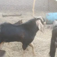 کهری نر چاق|حیوانات مزرعه|کرمان, |دیوار