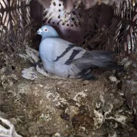 کبوتر پلاک اصل|پرنده|یاسوج, |دیوار