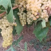 باغ انگور ۵۰۰۰ متر در تاکستان مسیر اک راه اسلک|فروش زمین و ملک کلنگی|تاکستان, |دیوار
