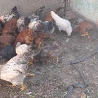 مرغ و خروس تخچه محلی|حیوانات مزرعه|نیشابور, کلاغان|دیوار