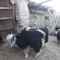 بزغاله چاق محلی