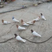 کله دار کاکلی