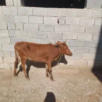 گاو گوساله ماده|حیوانات مزرعه|گنبد کاووس, |دیوار