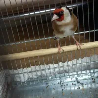 سهره|پرنده|تهران, اقدسیه|دیوار