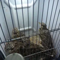 سهره خاکی|پرنده|رشت, کوی حسینی|دیوار