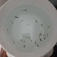 ماهی گوپی|ماهی|شهریار, شهرک شاهد|دیوار