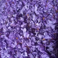 گل تازه خشک عیار بالا|خوردنی و آشامیدنی|مشهد, رضاییه|دیوار