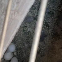 عروس هلندی جفت|پرنده|ری, ظهیرآباد|دیوار