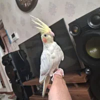 جوجه عروس هلندی