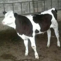 جنس درجه یک|حیوانات مزرعه|شمشک, |دیوار