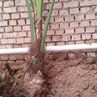 اهواز کوتعبدلله