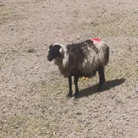 میش دوقلو زا