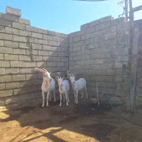 ۳راس بزغاله سانن|حیوانات مزرعه|صحنه, |دیوار