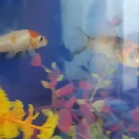 فروش ماهی|ماهی|فسا, |دیوار