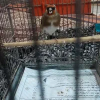 ۲ عدد سره کرمانی