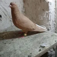 کبوتر‌نر‌ماده‌زرد‌دمسفید|پرنده|الوند, |دیوار