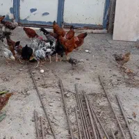 فروش مرغ و خروس