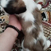 سگ شیتزو عروسکی|سگ|سیرجان, |دیوار