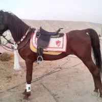 شبدیز نریون عرب در سیلمی