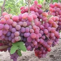 فر‌وش انواع نهال به صورت عمده و خرده