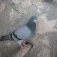 کبوت آلمانی مسافتی