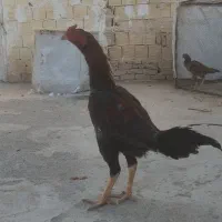 خروس لاری