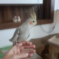 عروس هلندی دستی اهویی