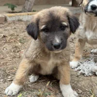 توله سگ سرابی دورگه|سگ|اصفهان, بهارستان|دیوار