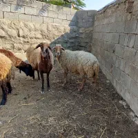 پنج تا گوسفند|حیوانات مزرعه|دره رود, |دیوار