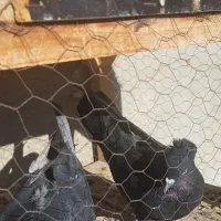 ۲ عدد کبوتر پر