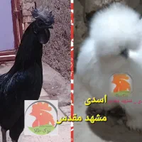 جوجه مرغ 1 روزه ( ابریشمی ، آیام سمانی )