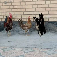 مرغ خروس