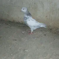 کبوتر کله دوم سبز