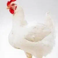 جوجه قناری
