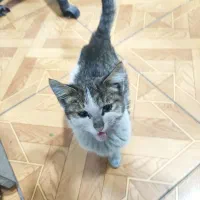 گربه|گربه|تبریز, |دیوار