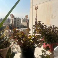 گل های شاداب|گل و گیاه طبیعی|شیراز, لاله|دیوار