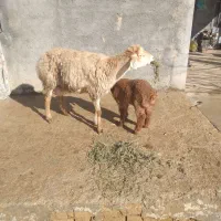 میش بره دار|حیوانات مزرعه|گرمخان, |دیوار